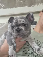 Marble, a female French Bulldog for sale in Thornton, CO – 1 of 10
