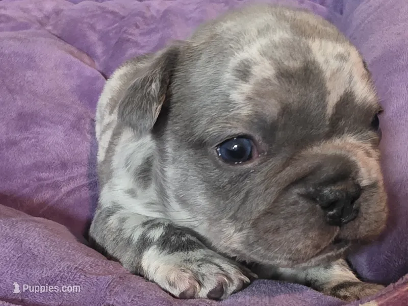 Pua  – French Bulldog puppy for sale in Thornton, CO