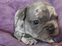 Pua , a female French Bulldog for sale in Thornton, CO – 1 of 7