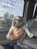 Pua , a female French Bulldog for sale in Thornton, CO – 4 of 7
