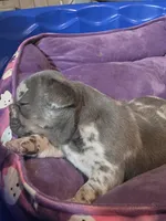 Pua , a female French Bulldog for sale in Thornton, CO – 3 of 7