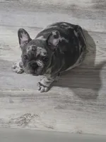 Marble, a female French Bulldog for sale in Thornton, CO – 5 of 10