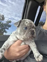Pua , a female French Bulldog for sale in Thornton, CO – 5 of 7