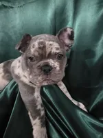 Marble, a female French Bulldog for sale in Thornton, CO – 3 of 10
