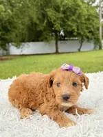 Reese - Toy , a female Miniature Goldendoodle for sale in Frostproof, FL – 8 of 8