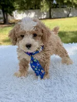 Goofy - Mini Bernedoodle , a male Miniature Bernedoodle for sale in Frostproof, FL – 7 of 10