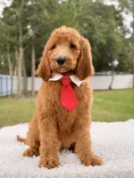 Peanut, a male Goldendoodle for sale in Frostproof, FL – 6 of 9