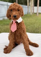 Eddie - F1b Stamdard Goldendoodle Male, a male Goldendoodle for sale in Frostproof, FL – 9 of 9