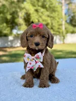Kathy - Toy , a female Miniature Bernedoodle for sale in Frostproof, FL – 1 of 8