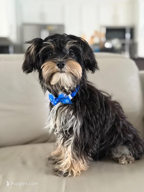 Joe – Morkie puppy for sale in Frostproof, FL