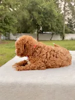 Ethan F1bb Mini Cavapoo , a male Cavapoo for sale in Frostproof, FL – 10 of 10
