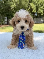 Goofy - Mini Bernedoodle , a male Miniature Bernedoodle for sale in Frostproof, FL – 9 of 10