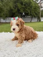 Romy - Toy , a female Miniature Goldendoodle for sale in Frostproof, FL – 5 of 10