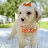 Gia - Mini, a female Miniature Bernedoodle for sale in Frostproof, FL – Photo 9 of 10