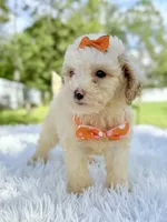 processed/5d66b5eb-7862-4162-a3f7-aeaf353066fd/listing/04f34749-8962-4e26-93a8-0efb489ac3a5/287499b1-c1c0-4d50-b9b9-02a97a336cfc