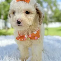 Gia - Mini, a female Miniature Bernedoodle for sale in Frostproof, FL – Photo 2 of 10