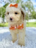 processed/5d66b5eb-7862-4162-a3f7-aeaf353066fd/listing/04f34749-8962-4e26-93a8-0efb489ac3a5/420f5d46-afaf-45e4-abc5-9d323fac7ba6