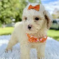 Gia - Mini, a female Miniature Bernedoodle for sale in Frostproof, FL – Photo 4 of 10