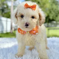 Gia - Mini, a female Miniature Bernedoodle for sale in Frostproof, FL – Photo 1 of 10