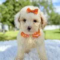 Gia - Mini, a female Miniature Bernedoodle for sale in Frostproof, FL – Photo 3 of 10