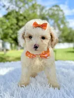 processed/5d66b5eb-7862-4162-a3f7-aeaf353066fd/listing/04f34749-8962-4e26-93a8-0efb489ac3a5/79e64f16-131c-4710-8761-b17c8e3b630d