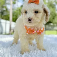 Gia - Mini, a female Miniature Bernedoodle for sale in Frostproof, FL – Photo 6 of 10