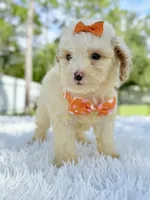 processed/5d66b5eb-7862-4162-a3f7-aeaf353066fd/listing/04f34749-8962-4e26-93a8-0efb489ac3a5/8cfbfa5a-56f4-4015-b876-fc50248fe9fb