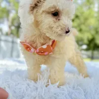 Gia - Mini, a female Miniature Bernedoodle for sale in Frostproof, FL – Photo 8 of 10