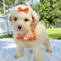 Gia - Mini, a female Miniature Bernedoodle for sale in Frostproof, FL – Photo 7 of 10