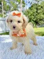 processed/5d66b5eb-7862-4162-a3f7-aeaf353066fd/listing/04f34749-8962-4e26-93a8-0efb489ac3a5/ef780b89-912f-41e6-85da-054015034761