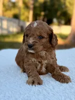 Casper F1bb Toy Goldendoodle , a female Goldendoodle and Miniature Goldendoodle for sale in Frostproof, FL – 9 of 9