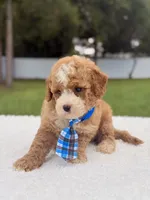 Duke - Toy, a male Miniature Goldendoodle for sale in Frostproof, FL – 8 of 8