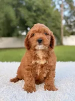 Robert  - Toy , a male Miniature Goldendoodle for sale in Frostproof, FL – 8 of 10
