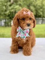 Rosie - Toy Goldendoodle , a female Miniature Goldendoodle for sale in Frostproof, FL – 2 of 9