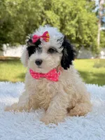 Gypsy , a female Miniature Bernedoodle for sale in Frostproof, FL – 5 of 10