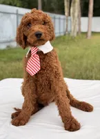 Eddie - F1b Stamdard Goldendoodle Male, a male Goldendoodle for sale in Frostproof, FL – 3 of 9