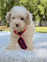 Galaxy , a male Miniature Bernedoodle for sale in Frostproof, FL – 2 of 10