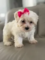 Princess , a female Morkie for sale in Frostproof, FL – 5 of 10