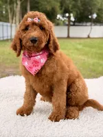 Precious F1b Standard Female , a female Goldendoodle for sale in Frostproof, FL – 2 of 10