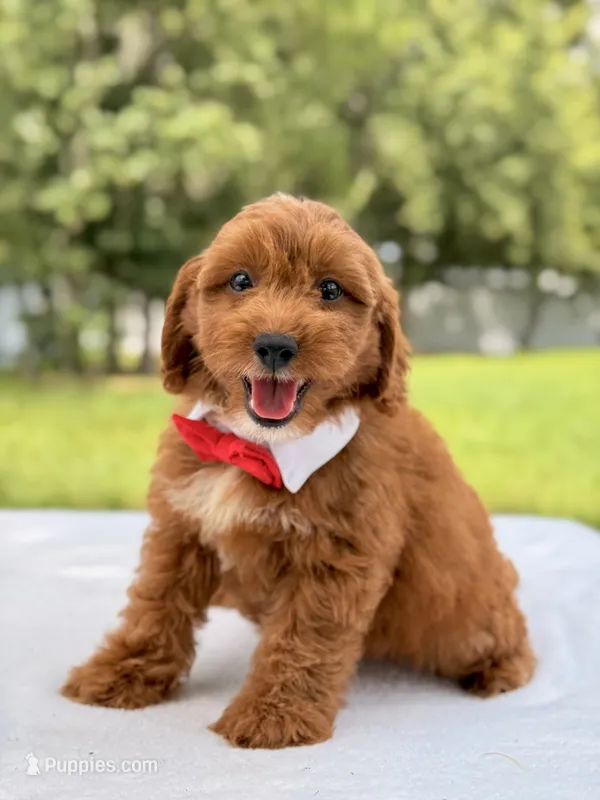 Robert  - Toy  – Miniature Goldendoodle puppy for sale in Frostproof, FL