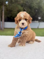 Duke - Toy, a male Miniature Goldendoodle for sale in Frostproof, FL – 7 of 8