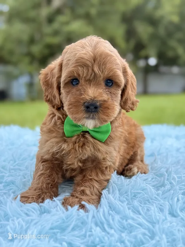 Simba - Micro Goldendoodle  – Miniature Goldendoodle puppy for sale in Frostproof, FL