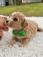 Sammy - F1bb Micro Goldendoodle , a male Miniature Goldendoodle for sale in Frostproof, FL – 4 of 4
