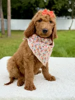 Emma - F1b Standard Goldendoodle , a female Goldendoodle for sale in Frostproof, FL – 7 of 9