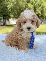 Goofy - Mini Bernedoodle , a male Miniature Bernedoodle for sale in Frostproof, FL – 8 of 10