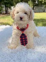 Galaxy , a male Miniature Bernedoodle for sale in Frostproof, FL – 10 of 10