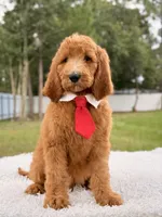 Peanut, a male Goldendoodle for sale in Frostproof, FL – 5 of 9