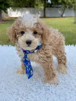 Goofy - Mini Bernedoodle , a male Miniature Bernedoodle for sale in Frostproof, FL – 2 of 10