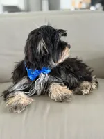 Joe, a male Morkie for sale in Frostproof, FL – 6 of 10