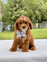 Rosie - Toy Goldendoodle , a female Miniature Goldendoodle for sale in Frostproof, FL – 4 of 9
